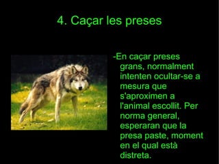 4. Caçar les preses -En caçar preses grans, normalment intenten ocultar-se a mesura que s'aproximen a l'animal escollit. Per norma general, esperaran que la presa paste, moment en el qual està distreta. 