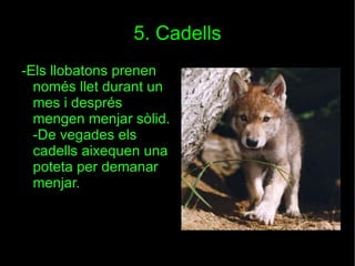 5. Cadells -Els llobatons prenen només llet durant un mes i després mengen menjar sòlid. -De vegades els cadells aixequen una poteta per demanar menjar. 