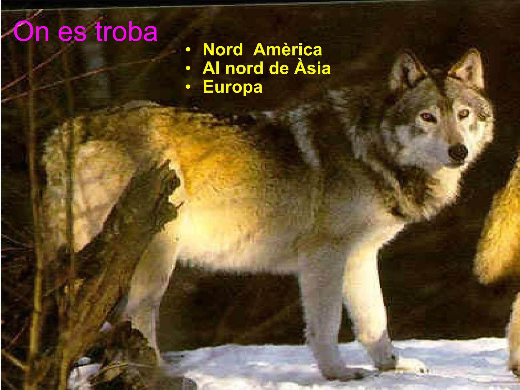 On es troba    Nord  Amèrica  Al nord de Àsia   Europa    