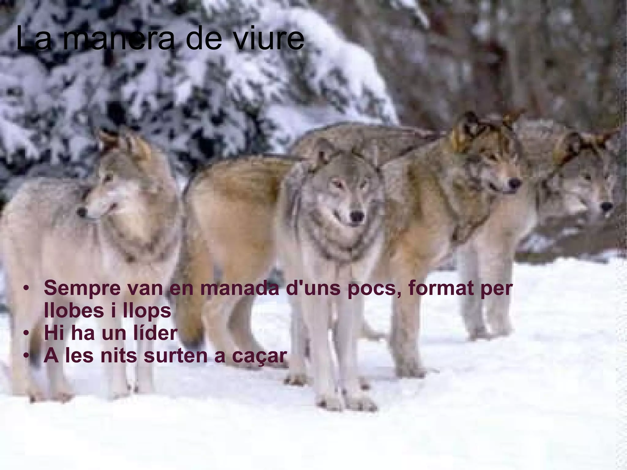 La manera de viure   Sempre van en manada d'uns pocs, format per llobes i llops Hi ha un líder A les nits surten a caçar    