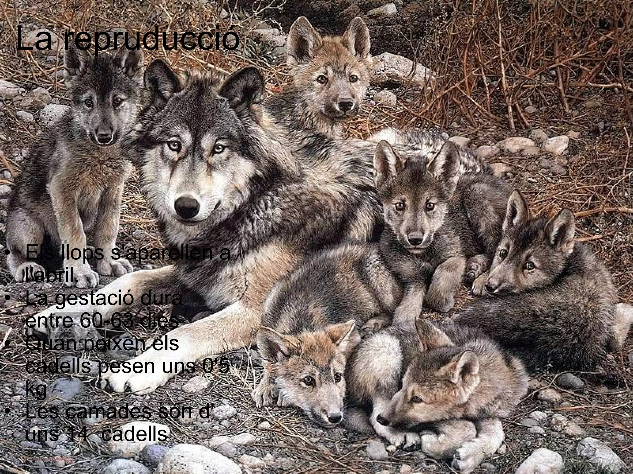 La repruducció Els llops s'aparellen a  l'abril.   La gestació dura  entre 60-63 dies   Quan neixen els cadells pesen uns 0'5 kg  Les camades són d' uns 14  cadells  