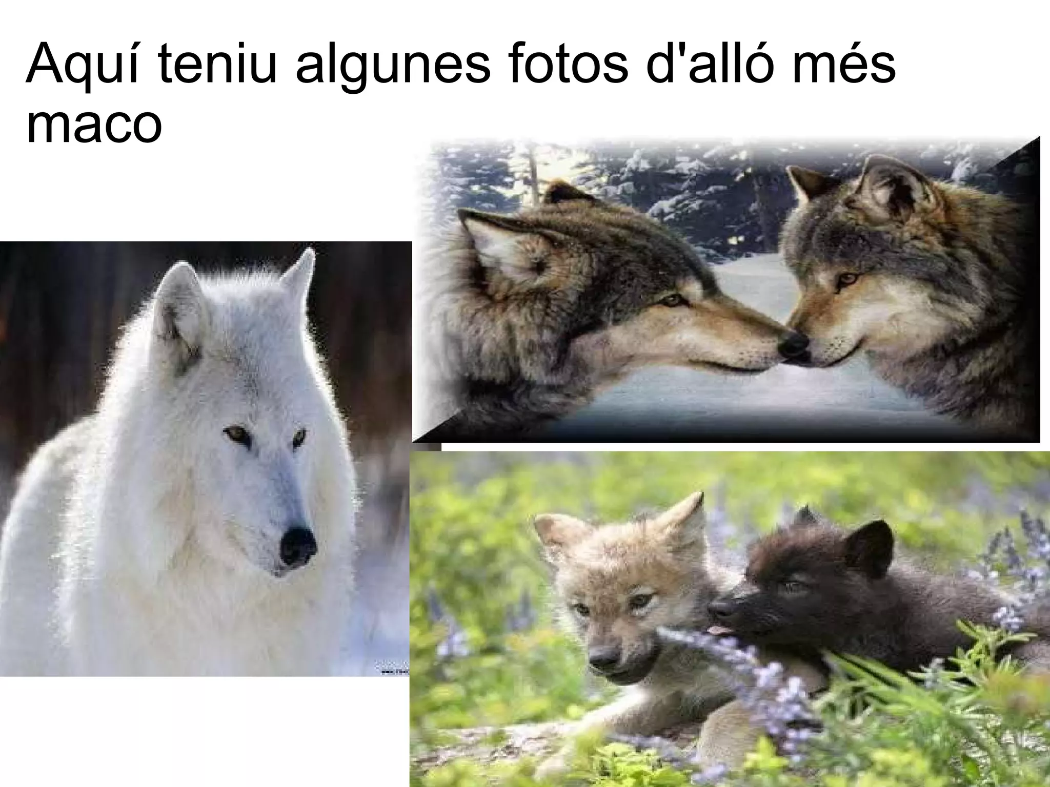 Aquí teniu algunes fotos d'alló més maco 