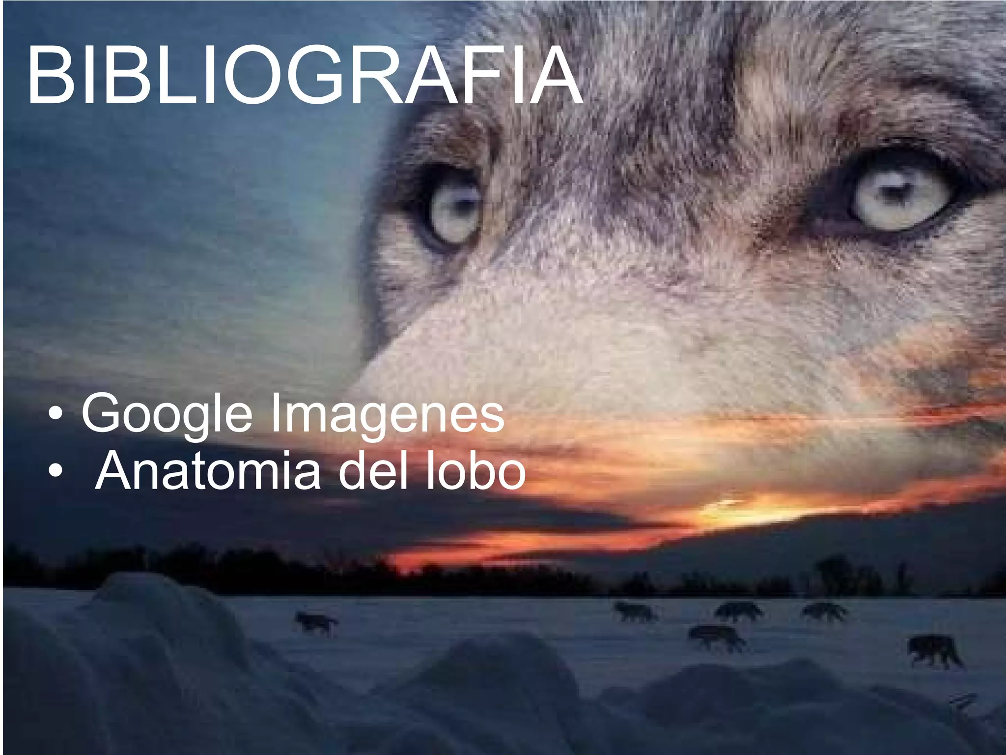 BIBLIOGRAFIA Google Imagenes      Anatomia del lobo  