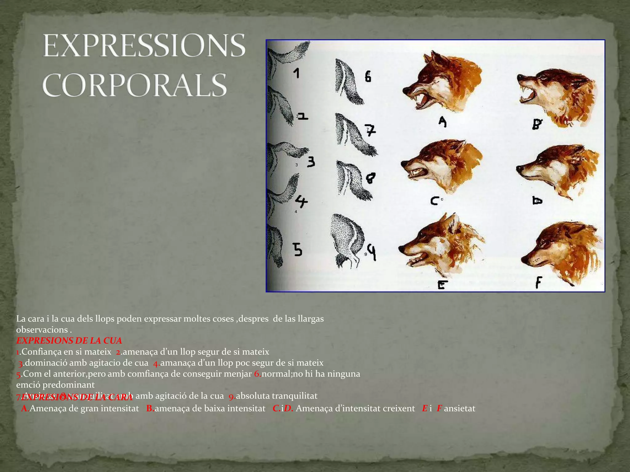 La cara i la cua dels llops poden expressar moltes coses ,despres de las llargas
observacions .
EXPRESIONS DE LA CUA
1.Confiança en si mateix 2.amenaça d’un llop segur de si mateix
 3.dominació amb agitacio de cua 4.amanaça d’un llop poc segur de si mateix
5.Com el anterior,pero amb comfiança de conseguir menjar 6.normal;no hi ha ninguna
emció predominant
7.Ansietat 8.tranquilitat amb amb agitació de la cua 9.absoluta tranquilitat
  EXPRESIONS DE LA CARA
  A.Amenaça de gran intensitat B.amenaça de baixa intensitat C.iD. Amenaça d’intensitat creixent E i F ansietat
 