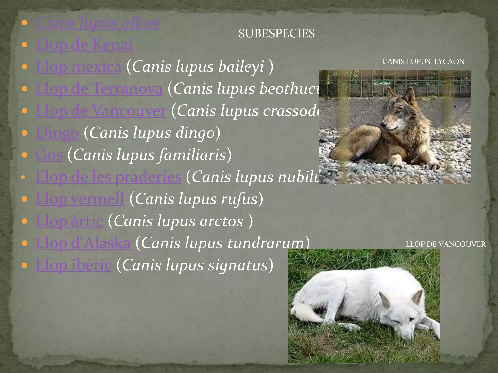  Canis lupus albus
                                 SUBESPECIES
 Llop de Kenai
                                                 CANIS LUPUS LYCAON
 Llop mexicà (Canis lupus baileyi )
 Llop de Terranova (Canis lupus beothucus)
 Llop de Vancouver (Canis lupus crassodon )
 Dingo (Canis lupus dingo)
 Gos (Canis lupus familiaris)
• Llop de les praderies (Canis lupus nubilus )
 Llop vermell (Canis lupus rufus)
 Llop àrtic (Canis lupus arctos )
 Llop d'Alaska (Canis lupus tundrarum)               LLOP DE VANCOUVER


 Llop ibèric (Canis lupus signatus)
 