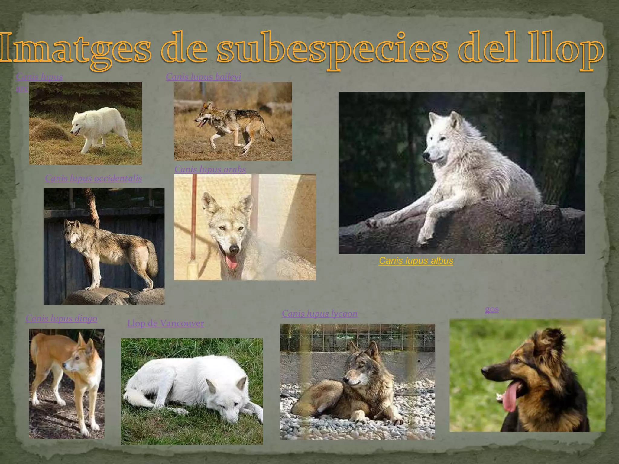 Canis lupus                       Canis lupus baileyi
arctos




                                    Canis lupus arabs
      Canis lupus occidentalis




                                                                             Canis lupus albus




                                                                                                 gos
                                                        Canis lupus lycaon
  Canis lupus dingo
                          Llop de Vancouver
 