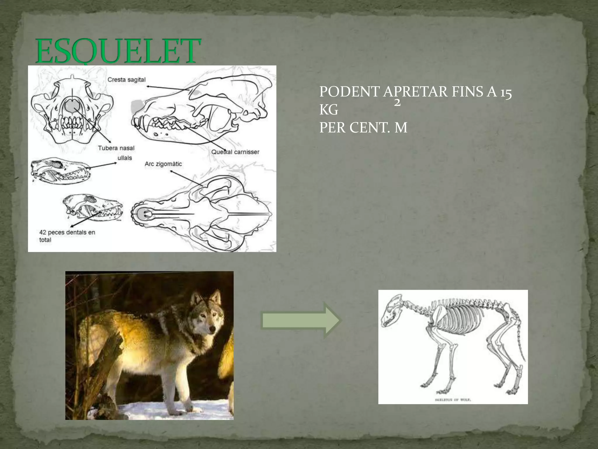 PODENT APRETAR FINS A 15
          2
KG
PER CENT. M
 