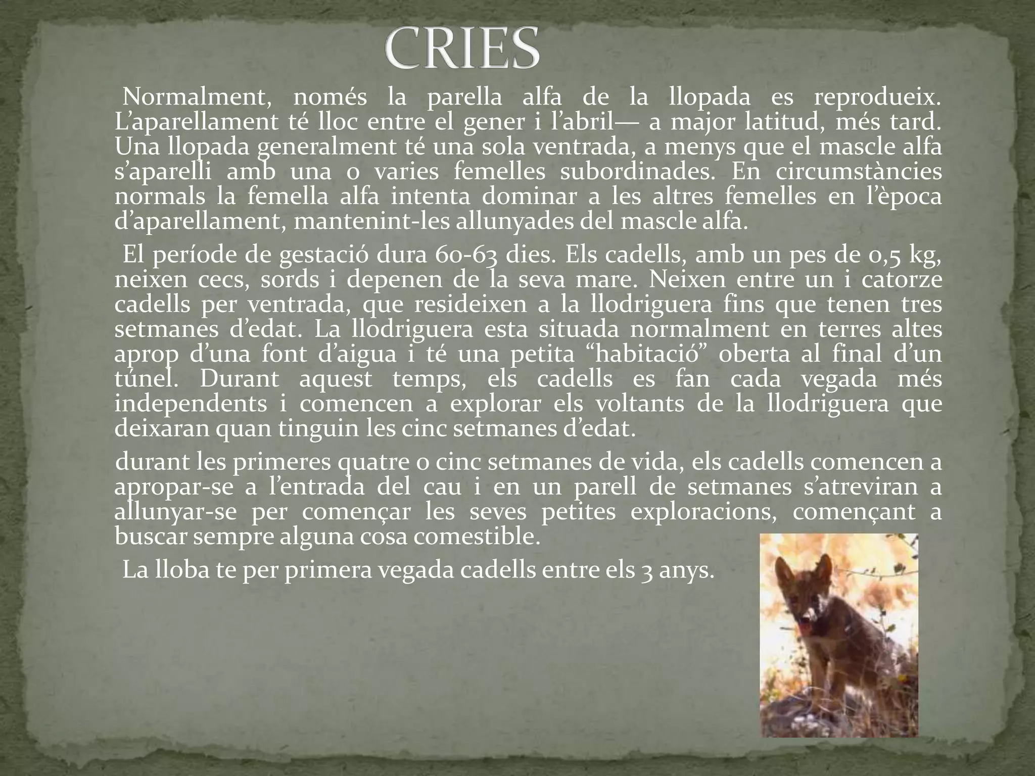 Normalment, només la parella alfa de la llopada es reprodueix.
L’aparellament té lloc entre el gener i l’abril— a major latitud, més tard.
Una llopada generalment té una sola ventrada, a menys que el mascle alfa
s’aparelli amb una o varies femelles subordinades. En circumstàncies
normals la femella alfa intenta dominar a les altres femelles en l’època
d’aparellament, mantenint-les allunyades del mascle alfa.
 El període de gestació dura 60-63 dies. Els cadells, amb un pes de 0,5 kg,
neixen cecs, sords i depenen de la seva mare. Neixen entre un i catorze
cadells per ventrada, que resideixen a la llodriguera fins que tenen tres
setmanes d’edat. La llodriguera esta situada normalment en terres altes
aprop d’una font d’aigua i té una petita “habitació” oberta al final d’un
túnel. Durant aquest temps, els cadells es fan cada vegada més
independents i comencen a explorar els voltants de la llodriguera que
deixaran quan tinguin les cinc setmanes d’edat.
durant les primeres quatre o cinc setmanes de vida, els cadells comencen a
apropar-se a l’entrada del cau i en un parell de setmanes s’atreviran a
allunyar-se per començar les seves petites exploracions, començant a
buscar sempre alguna cosa comestible.
 La lloba te per primera vegada cadells entre els 3 anys.
 
