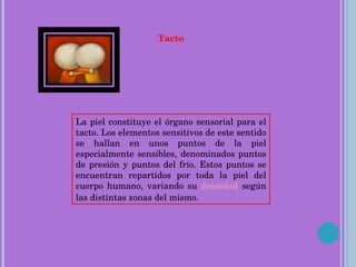 Tacto La piel constituye el órgano sensorial para el tacto. Los elementos sensitivos de este sentido se hallan en unos puntos de la piel especialmente sensibles, denominados puntos de presión y puntos del frío. Estos puntos se encuentran repartidos por toda la piel del cuerpo humano, variando su  densidad  según las distintas zonas del mismo. 