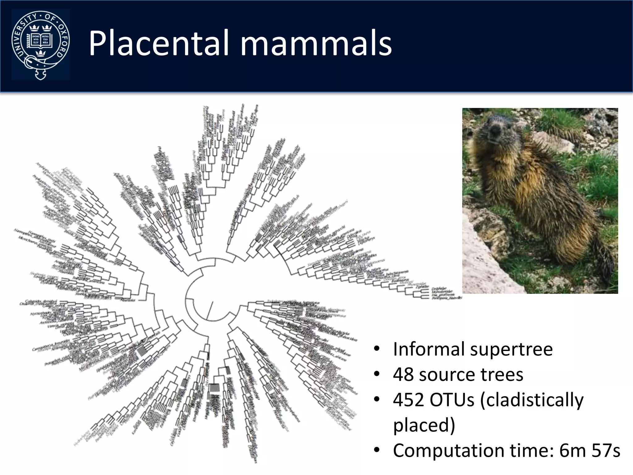 Placental mammals




               • Informal supertree
               • 48 source trees
               • 452 OTUs (cladistically
                 placed)
               • Computation time: 6m 57s
 