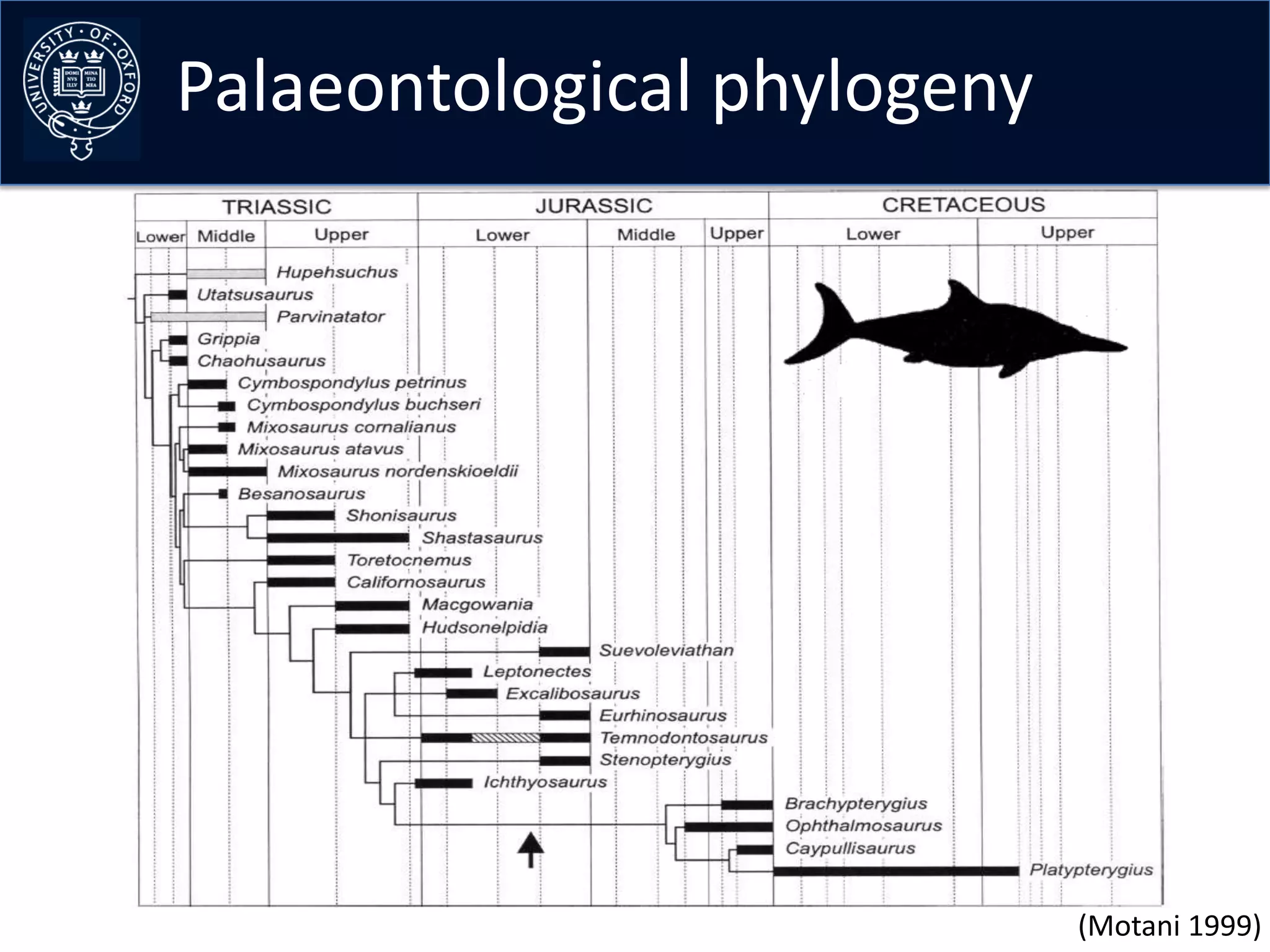 Palaeontological phylogeny




                             (Motani 1999)
 