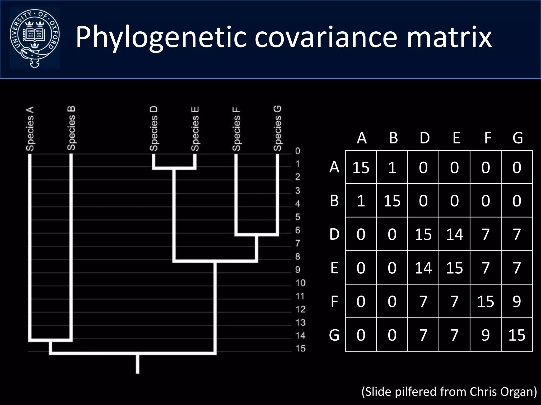 Phylogenetic covariance matrix

                    A    B    D      E    F     G
                  A 15 1      0     0     0     0
                  B 1 15 0          0     0     0
                  D 0   0 15 14 7               7
                  E 0   0 14 15 7               7
                  F 0   0     7     7 15 9
                  G 0   0     7     7     9 15


                    (Slide pilfered from Chris Organ)
 
