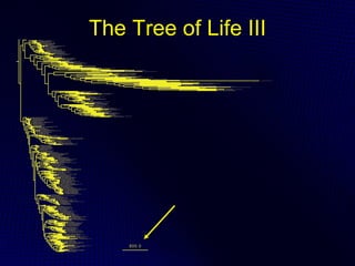 The Tree of Life III
 