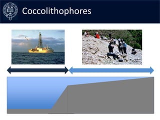 Coccolithophores–early curves
Collating the data
 