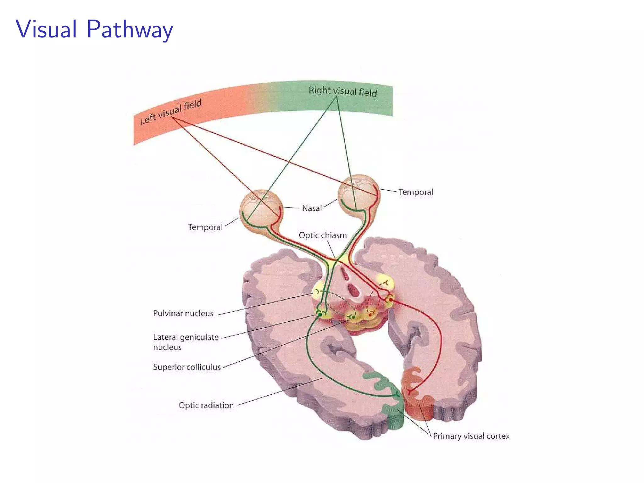 Visual Pathway
 
