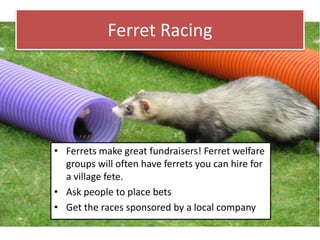 Ferret Racing
• Ferrets make great fundraisers! Ferret welfare
groups will often have ferrets you can hire for
a village fete.
• Ask people to place bets
• Get the races sponsored by a local company
 