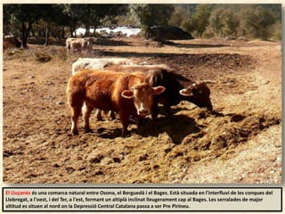 El Lluçanès és una comarca natural entre Osona, el Berguedà i el Bages. Està situada en l'interfluvi de les conques del
Llobregat, a l'oest, i del Ter, a l'est, formant un altiplà inclinat lleugerament cap al Bages. Les serralades de major
altitud es situen al nord on la Depressió Central Catalana passa a ser Pre Pirineu.
 