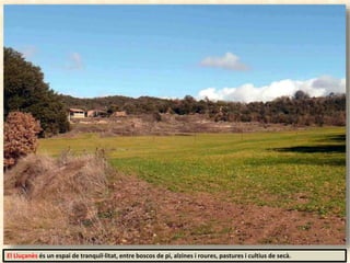 El Lluçanès és un espai de tranquil·litat, entre boscos de pi, alzines i roures, pastures i cultius de secà.
 