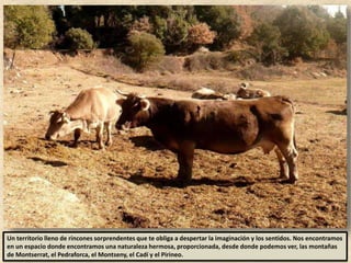 Un territorio lleno de rincones sorprendentes que te obliga a despertar la imaginación y los sentidos. Nos encontramos
en un espacio donde encontramos una naturaleza hermosa, proporcionada, desde donde podemos ver, las montañas
de Montserrat, el Pedraforca, el Montseny, el Cadí y el Pirineo.
 