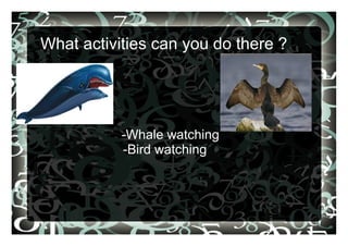 What activities can you do there ?
-Whale watching
-Bird watching
 