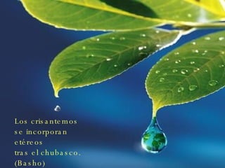 Los crisantemos se incorporan etéreos tras el chubasco. (Basho) 