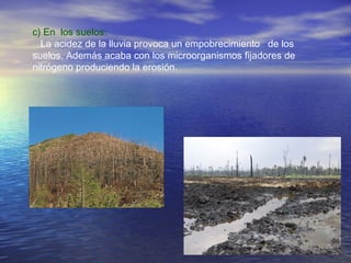 c) En los suelos:
La acidez de la lluvia provoca un empobrecimiento de los
suelos. Además acaba con los microorganismos fijadores de
nitrógeno produciendo la erosión.

 