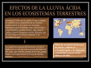 Aumenta la acidez de los suelos, lo que se traduce
en cambios en la composición de los mismos,
produciéndose la lixiviación de nutrientes
importantes para las plantas, tales como el calcio,
y movilizándose metales tóxicos, tales como el
cadmio, níquel, manganeso, plomo, mercurio, que
de esta forma se introducen también en las
corrientes de agua


                                                      Miles de hectáreas de bosques
La vegetación expuesta directamente a la lluvia       de piceas y abetos en
ácida sufre no sólo las consecuencias del deterioro   Checoslovaquia y de Alemania
del suelo, sino también un daño directo que puede
                                                      oriental han muerto en los
llegar a ocasionar incluso la muerte de muchas
especies                                              últimos 20 años.
 