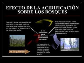 EFECTO DE LA ACIDIFICACIÓN
    SOBRE LOS BOSQUES

Los efectos directos consisten en                           Los efectos indirectos están
daños sobre las hojas debido a                              relacionados con la acidificación
que la capa de grasa protectora                             del suelo lo que produce una
es corroída por el depósito seco                            reducción de nutrientes y una
de dióxido de azufre                                        liberación de sustancias
                                          El aire
                                                            perjudiciales para el árbol como
                                      contaminado
                                          afecta            lo es el aluminio
                                     directamente e
                                     indirectamente
                                       los árboles


                                    Los bosques son el
                                    ambiente natural para
                                    varias especies de
                                    insectos, pequeños
                                    animales, plantas y
    No hay que olvidarse            mamíferos de mayor
                                    tamaño
 