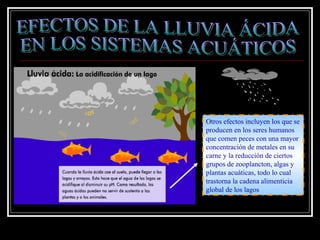 Otros efectos incluyen los que se
producen en los seres humanos
que comen peces con una mayor
concentración de metales en su
carne y la reducción de ciertos
grupos de zooplancton, algas y
plantas acuáticas, todo lo cual
trastorna la cadena alimenticia
global de los lagos
 