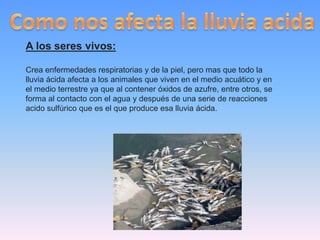 A los seres vivos:
Crea enfermedades respiratorias y de la piel, pero mas que todo la
lluvia ácida afecta a los animales que viven en el medio acuático y en
el medio terrestre ya que al contener óxidos de azufre, entre otros, se
forma al contacto con el agua y después de una serie de reacciones
acido sulfúrico que es el que produce esa lluvia ácida.
 