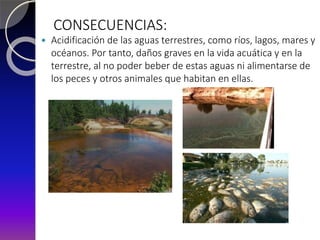 CONSECUENCIAS:
 Acidificación de las aguas terrestres, como ríos, lagos, mares y
océanos. Por tanto, daños graves en la vida acuática y en la
terrestre, al no poder beber de estas aguas ni alimentarse de
los peces y otros animales que habitan en ellas.
 