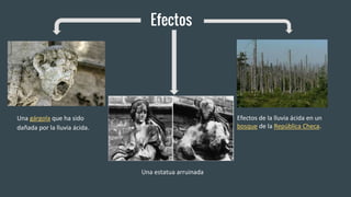 Efectos
Una gárgola que ha sido
dañada por la lluvia ácida.
Efectos de la lluvia ácida en un
bosque de la República Checa.
Una estatua arruinada
 