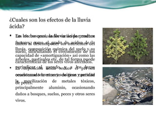 ¿Cuales son los efectos de la lluvia 
ácida? 
• En los bosques, la lluvia ácida produce 
Los efectos ocasionados varían por muchos 
factores, como el grado de acidez de la 
lluvia, composición química del suelo y su 
capacidad de «amortiguación» así como las 
características de los seres vivos afectados. 
daños al descomponer los nutrientes del 
suelo, dificultando el crecimiento de los 
arboles, pastisales etc, de tal forma puede 
perjudicar al ganado, y a los lagos 
ocacionando la muerte de gran cantidad 
de peces. 
• La deposición acida reduce el pH en 
ecosistemas terrestres y acuáticos y permite 
la movilización de metales tóxicos, 
principalmente aluminio, ocasionando 
daños a bosques, suelos, peces y otros seres 
vivos. 
 