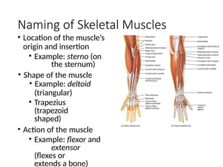 Muscle Orgin Example LM-1.3-Muscular-System-in-Human-Anatomy (2).pptx