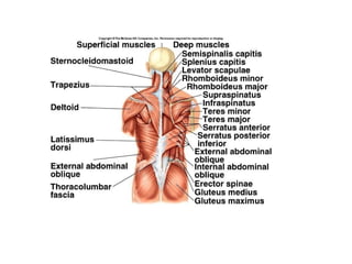 LM-1.3-Muscular-System-in-Human-Anatomy (2).pptx
