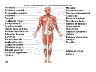 LM-1.3-Muscular-System-in-Human-Anatomy (2).pptx
