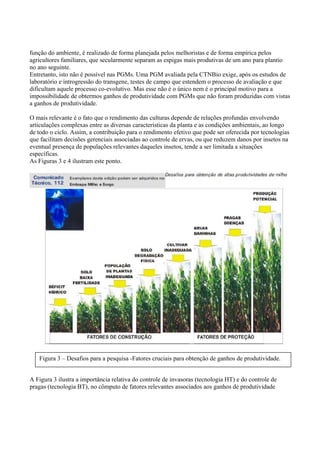 função do ambiente, é realizado de forma planejada pelos melhoristas e de forma empírica pelos
agricultores familiares, que secularmente separam as espigas mais produtivas de um ano para plantio
no ano seguinte.
Entretanto, isto não é possível nas PGMs. Uma PGM avaliada pela CTNBio exige, após os estudos de
laboratório e introgressão do transgene, testes de campo que estendem o processo de avaliação e que
dificultam aquele processo co-evolutivo. Mas esse não é o único nem é o principal motivo para a
impossibilidade de obtermos ganhos de produtividade com PGMs que não foram produzidas com vistas
a ganhos de produtividade.
O mais relevante é o fato que o rendimento das culturas depende de relações profundas envolvendo
articulações complexas entre as diversas características da planta e as condições ambientais, ao longo
de todo o ciclo. Assim, a contribuição para o rendimento efetivo que pode ser oferecida por tecnologias
que facilitam decisões gerenciais associadas ao controle de ervas, ou que reduzem danos por insetos na
eventual presença de populações relevantes daqueles insetos, tende a ser limitada a situações
específicas.
As Figuras 3 e 4 ilustram este ponto.
A Figura 3 ilustra a importância relativa do controle de invasoras (tecnologia HT) e do controle de
pragas (tecnologia BT), no cômputo de fatores relevantes associados aos ganhos de produtividade
Figura 3 – Desafios para a pesquisa -Fatores cruciais para obtenção de ganhos de produtividade.
 