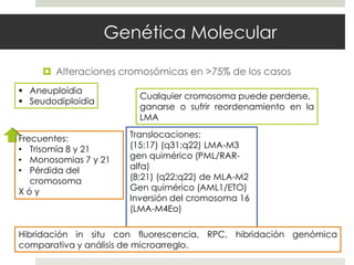 Genética Molecular

      Alteraciones cromosómicas en >75% de los casos
 Aneuploídia
                        Cualquier cromosoma puede perderse,
 Seudodiploidía
                        ganarse o sufrir reordenamiento en la
                        LMA

Frecuentes:           Translocaciones:
• Trisomía 8 y 21     (15:17) (q31;q22) LMA-M3
• Monosomias 7 y 21   gen quimérico (PML/RAR-
• Pérdida del         alfa)
   cromosoma          (8;21) (q22;q22) de MLA-M2
Xóy                   Gen quimérico (AML1/ETO)
                      Inversión del cromosoma 16
                      (LMA-M4Eo)

Hibridación in situ con fluorescencia, RPC, hibridación genómica
comparativa y análisis de microarreglo.
 