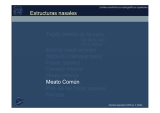 Derechos reservados © 2007 por A. Padilla
Límites anatómicos radiográficos superiores
Tejido blando de la nariz
Ala de la nariz
Crus medial
Espina nasal anterior
Septum o tabique nasal
Fosas nasales
Cornete inferior
Meato inferior
Meato Común
Piso de las fosas nasales
Narinas
Estructuras nasales
 