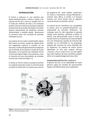INTRODUCCIÓN
El ántrax o carbunco es una zoonosis que
afecta particularmente a cabras y ovejas y las
esporas del Bacillus anthracis pueden vivir en
el suelo por millones de años y los humanos
pueden contraer el ántrax al manejar productos
provenientes de animales infectados o al inhalar
esporas provenientes de productos cárnicos
contaminados o también puede diseminarse
al consumir carne mal cocinada de animales
infectados (1,2,3).
Las esporas de los suelos contaminados logran
fácil acceso al animal, cuando las ingiere junto
con vegetación espinosa o irritante. En los
humanos,lainfeccióngeneralmenteseadquiere
por la entrada de las esporas a través de la piel
lesionada y en ocasiones por inhalación de las
mismas que logran llegar a los pulmones, o por
el consumo de carne procedente de animales
muertos por carbunco (Figura 1).
El ántrax en forma natural se puede encontrar
en cualquier parte del mundo. Es más frecuente
en países en desarrollo o en países que carecen
de programas de salud pública veterinaria.
En Centro y Suramérica, Europa Meridional y
oriental, Asia, África, el Caribe y el Cercano
Oriente, son zonas donde más se registran
casos de ántrax en animales (4,5,6).
La mayoría de los mamíferos son susceptibles
al ántrax, pero es predominantemente una
enfermedad de animales herbívoros. Sin
embargo, poco ha sido reportado en ganado
salvaje como bisontes, elefantes y cebras. El
ántrax, está documentado como la causa de
muerte entre los chimpancés en Costa de Marfil
(7) y los chimpancés y gorilas de Camerún (8);
también se ha informado en los guepardos
después del consumo de carne infectada (9).
En Argentina, las esporas de ántrax fueron
detectadas en dos aves rapaces Milvago
chimango y Buteo magnirostris, lo cual sugiere
que estas especies de aves carroñeras pueden
influir en la epidemiologia del ántrax (10).
Características del Bacillus anthracis
El género Bacillus se ha subdividido en nueve
géneros según los estudios de secuenciación
del gen 16S rRNA A pesar de la subdivisión
Figura 1. Reservorios del ántrax y vías de contagio para el hombre.
Fuente: El Mundo (España), 2001.
 