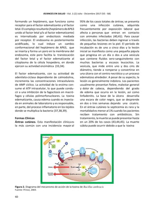 formando un heptámero, que funciona como
receptor para el factor edematizante y el factor
letal.Elcomplejoresultante(heptámerodeAP63
unido al factor letal y/o al factor edematizante)
es internalizado por endocitosis mediada
por receptor. El endosoma es posteriormente
acidificado, lo cual induce un cambio
conformacional del heptámero de AP63, que
se inserta y forma un poro en la membrana del
endosoma, este poro facilita la translocación
del factor letal y el factor edematizante al
citoplasma de la célula hospedera, en donde
ejercen su actividad enzimática (33,34).
El factor edematizante, con su actividad de
adenilato-ciclasa dependiente de calmodulina,
incrementa las concentraciones intracelulares
de AMP cíclico. La actividad de la enzima con-
sume el ATP intracelular, lo que puede condu-
cir a una inhibición de la fagocitosis en macró-
fagos y células polimorfonucleares. La toxina
edematizante, causa edema cuando es inyecta-
da en animales de laboratorio y es responsable,
en parte, del proceso inflamatorio en los tejidos
donde se multiplica la bacteria (37,38,39).
Formas Clínicas
Ántrax cutáneo. Esta manifestación clínica es
la más común con una incidencia mayor al
95% de los casos totales de ántrax; se presenta
como una infección cutánea, adquirida
frecuentemente por exposición laboral que
afecta a personas que entran en contacto
con animales infectados (40,41). Para causar
infección, las bacterias deben ingresar a través
de pequeñas lesiones en la piel. El período de
incubación es de uno a cinco días y la lesión
inicial se manifiesta como una pequeña pápula
que progresa en un día o dos a una vesícula
que contiene fluidos sero-sanguinolento con
muchas bacterias y escasos leucocitos. La
vesícula, que mide entre uno y dos cms de
diámetro, tiende a romperse y convertirse en
una úlcera con el centro necrótico y un proceso
edematoso alrededor. A pesar de su aspecto, la
lesión es generalmente indolora. Los pacientes
usualmente presentan fiebre, malestar general
y dolor de cabeza, dependiendo del grado
de edema que ocurra en la lesión, así como
linfadenitis. La base de la úlcera desarrolla
una escara de color negro, que se desprende
en dos o tres semanas dejando una cicatriz.
En el ántrax cutáneo la septicemia es rara y la
mortalidad es menor al 1% cuando los pacientes
reciben tratamiento con antibióticos. Sin
tratamiento,la muertese puedepresentar hasta
en un 20% de los casos (43,44,45). La muerte
súbita puede ocurrir debido a que la toxina
Figura 2. Diagrama del mecanismo de acción de la toxina de Bacillus anthracis
Fuente: Prince, 2003.
 