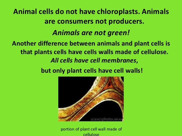 Why do animal cells not have a cell wall?