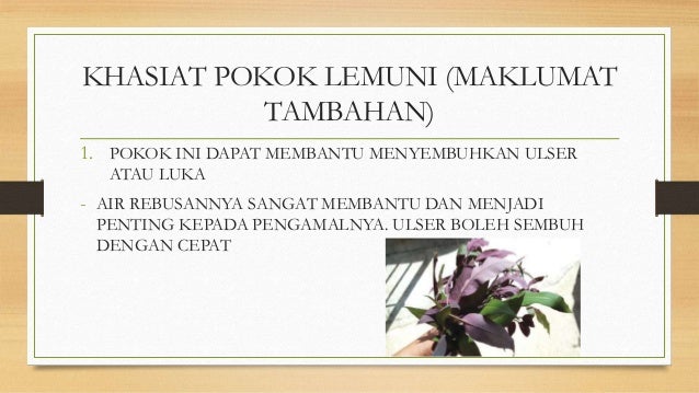 Lmcp 1502 Pokok Lemuni