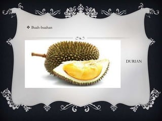 Durian dalam bahasa arab