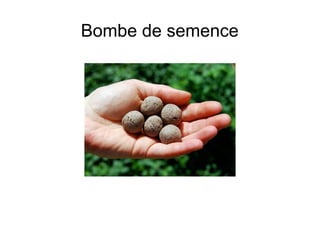 Bombe de semence
 