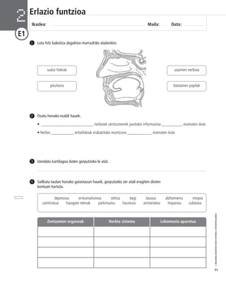 © IBAIZABAL/BAIMENDUTAKO MATERIAL FOTOKOPIAGARRIA 
11 
Erlazio funtzioa 
Ikaslea: Maila: Data: 2 
E1 
1 Lotu hitz bakoitza dagokion marrazkiko atalarekin. 
Osatu honako esaldi hauek. 
• _________________________ nerbioek zentzumenek jasotako informazioa __________ eramaten dute. 
• Nerbio ___________ entzefaloak erabakitako erantzuna ____________ eramaten dute. 
2 
3 Izendatu kartilagoa duten gorputzeko bi atal. 
Sailkatu taulan honako gaixotasun hauek, gorputzeko zer atali eragiten dioten 
kontuan hartuta. 
4 
sudur hobiak 
pituitaria 
usaimen nerbioa 
dastamen papilak 
depresioa erreumatismoa otitisa begi lausoa alzheimerra miopia 
zaintiratua haragien etenak parkinsona haustura antsietatea tinpanoa zulatzea 
Zentzumen organoak Nerbio sistema Lokomozio aparatua 
 