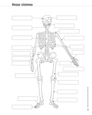 Hezur sistema 
© IBAIZABAL/BAIMENDUTAKO MATERIAL FOTOKOPIAGARRIA 
63 
 