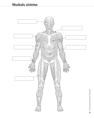 © IBAIZABAL/BAIMENDUTAKO MATERIAL FOTOKOPIAGARRIA 
65 
Muskulu sistema 
 