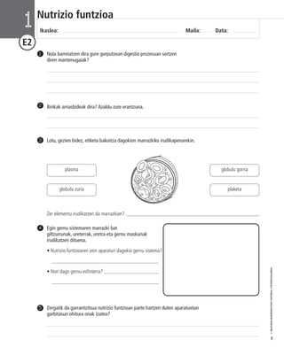 © IBAIZABAL/BAIMENDUTAKO MATERIAL FOTOKOPIAGARRIA 
7 
Nutrizio funtzioa 
Ikaslea: Maila: Data: 1 
E2 
Nola barreiatzen dira gure gorputzean digestio prozesuan sortzen 
diren mantenugaiak? 
1 
2 Birikak arnasbideak dira? Azaldu zure erantzuna. 
3 Lotu, gezien bidez, etiketa bakoitza dagokion marrazkiko irudikapenarekin. 
Egin gernu sistemaren marrazki bat 
giltzurrunak, ureterrak, uretra eta gernu maskuriak 
irudikatzen dituena. 
• Nutrizio funtzioaren zein aparaturi dagokio gernu sistema? 
___________________________________________ 
• Non dago gernu esfinterra? ______________________ 
___________________________________________ 
4 
Zergatik da garrantzitsua nutrizio funtzioan parte hartzen duten aparatuetan 
garbitasun ohitura onak izatea? 
5 
plasma 
globulu zuria 
globulu gorria 
plaketa 
Zer elementu irudikatzen da marrazkian? _____________________________________________________ 
 