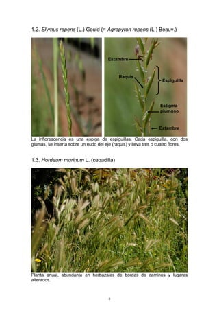 1.2. Elymus repens (L.) Gould (= Agropyron repens (L.) Beauv.)
La inflorescencia es una espiga de espiguillas. Cada espiguilla, con dos
glumas, se inserta sobre un nudo del eje (raquis) y lleva tres o cuatro flores.
1.3. Hordeum murinum L. (cebadilla)
Planta anual, abundante en herbazales de bordes de caminos y lugares
alterados.
Estambre
Estambre
Estigma
plumoso
Espiguilla
e
Raquis
3
 